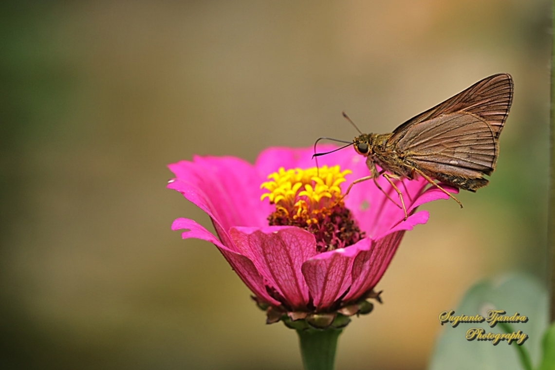 Skipper Butterfly, The Plain Palm-Dart, Cephrenes acalle  Cephrenes acalle,Geotagged,Indonesia,Plain palm dart,Spring
