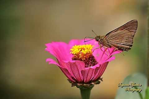 Skipper Butterfly, The Plain Palm-Dart, Cephrenes acalle  Cephrenes acalle,Geotagged,Indonesia,Plain palm dart,Spring