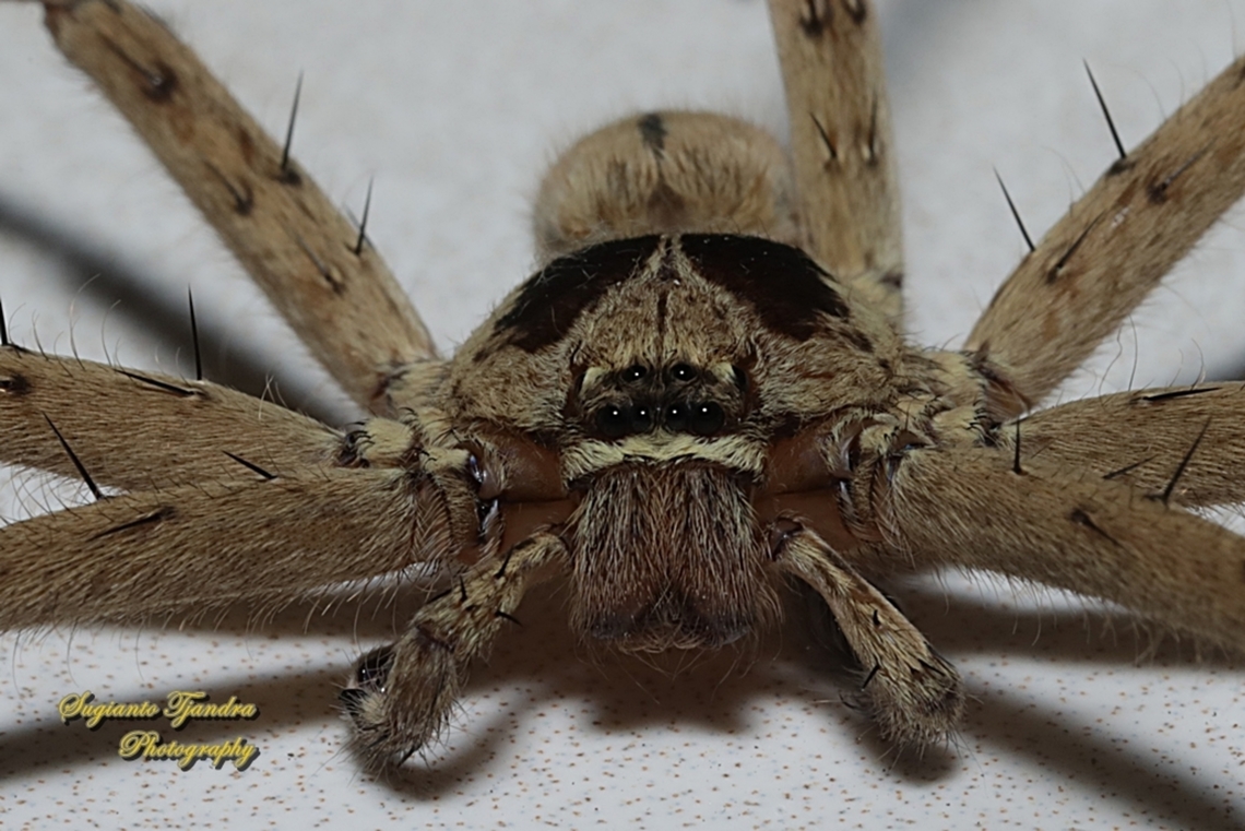 Huntsman Spider, Heteropoda venatoria, family Sparassidae  Geotagged,Heteropoda venatoria,Indonesia,Pantropical Huntsman Spider,Spring