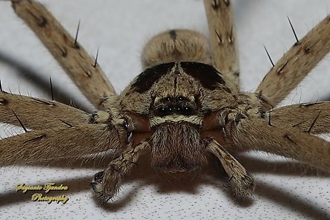 Huntsman Spider, Heteropoda venatoria, family Sparassidae  Geotagged,Heteropoda venatoria,Indonesia,Pantropical Huntsman Spider,Spring
