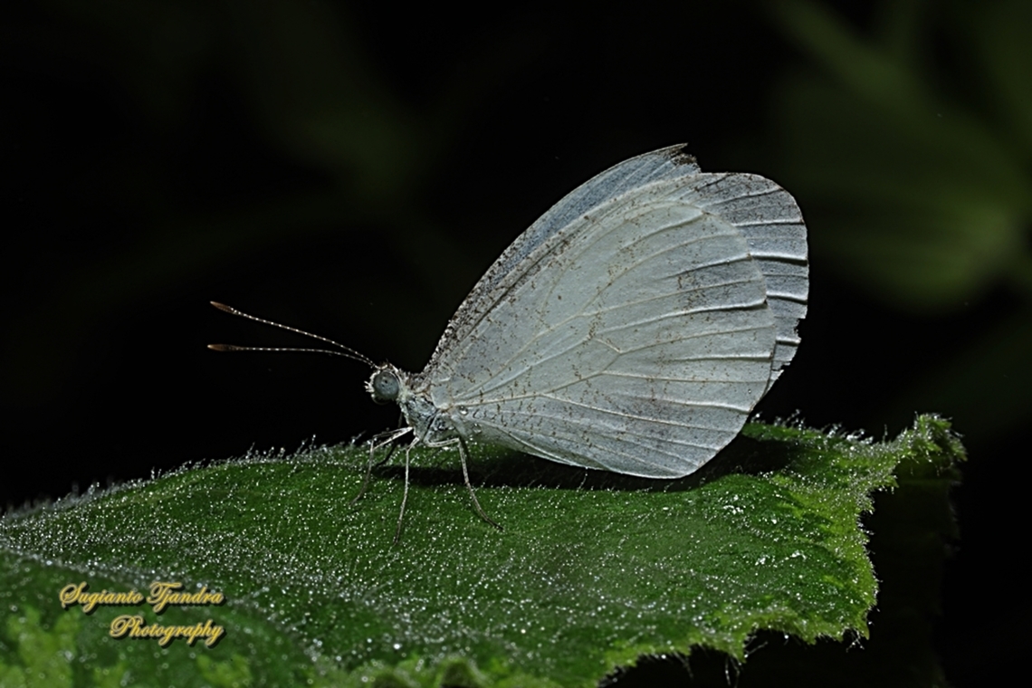 The Psyche butterfly, Leptosia nina chlorographa, family Pieridae  Geotagged,Indonesia,Leptosia nina,Psyche,Spring