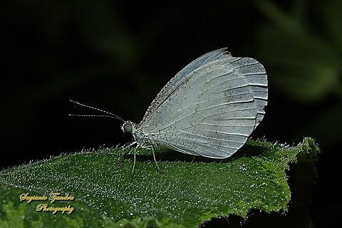 The Psyche butterfly, Leptosia nina chlorographa, family Pieridae  Geotagged,Indonesia,Leptosia nina,Psyche,Spring