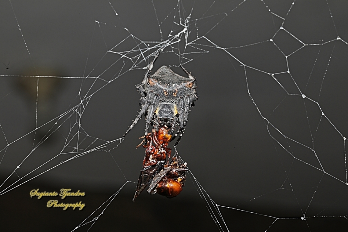 Abandoned-web orb-weaver spider, Parawixia dehaani w/prey  Geotagged,Indonesia,Parawixia dehaani,Spring