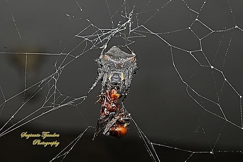 Abandoned-web orb-weaver spider, Parawixia dehaani w/prey  Geotagged,Indonesia,Parawixia dehaani,Spring