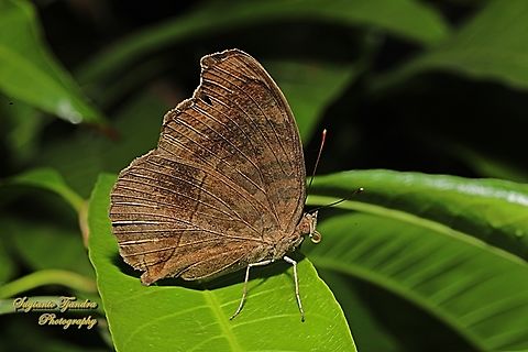 The Chocolate Pansy, Junonia Iphita - lowerside  Chocolate pansy,Geotagged,Indonesia,Junonia iphita,Spring