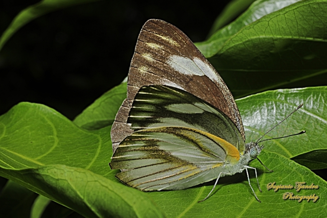 Striped Albatross Butterfly, Appias olferna ssp olferna  Appias olferna,Eastern striped albatross,Geotagged,Indonesia,Spring