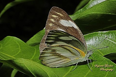 Striped Albatross Butterfly, Appias olferna ssp olferna  Appias olferna,Eastern striped albatross,Geotagged,Indonesia,Spring