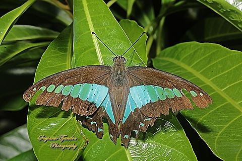 Common Bluebottle butterfly, Graphium sarpedon ssp luctatius  Common Bluebottle,Geotagged,Graphium sarpedon,Indonesia,Spring