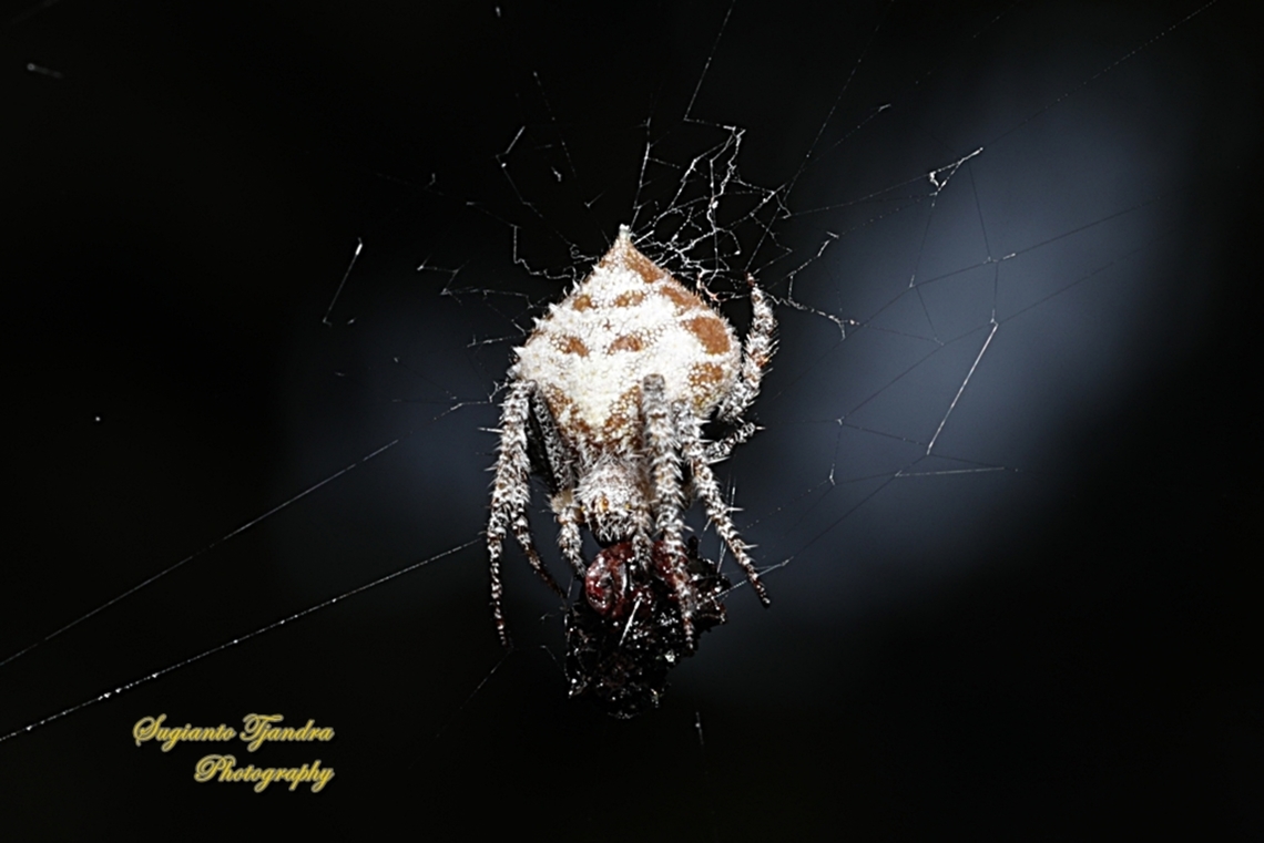 Laglaise's Garden Spider, Eriovixia laglaizei  Eriovixia laglaizei,Geotagged,Indonesia,Spring