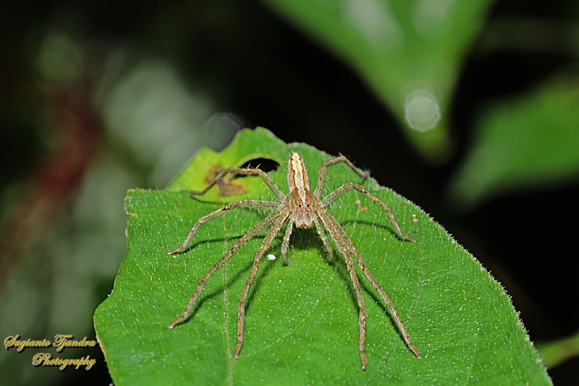 Huntsman Spider, Heteropoda ocyalina, family Sparassidae  Geotagged,Heteropoda ocyalina,Indonesia,Spring