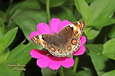 Blue Pansy Butterfly Junonia orithya - female  Blue Argus,Geotagged,Indonesia,Junonia orithya,Spring