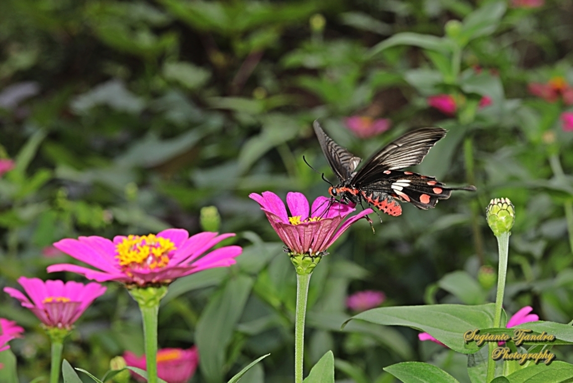 The red-bodied swallowtails butterfly, Pachliopta adamas  Geotagged,Indonesia,Pachliopta adamas,Spring