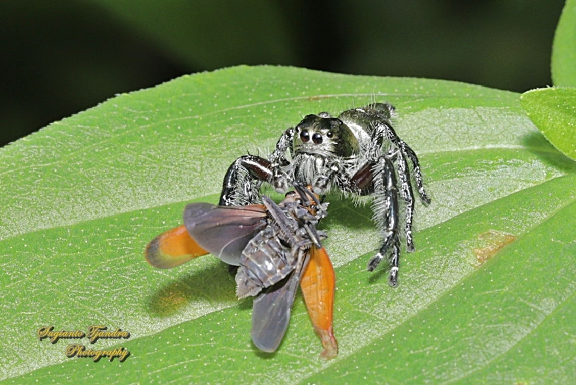 Jumping Spider, Hyllus diardi-male w/prey  Geotagged,Hyllus diardi,Indonesia,Spring