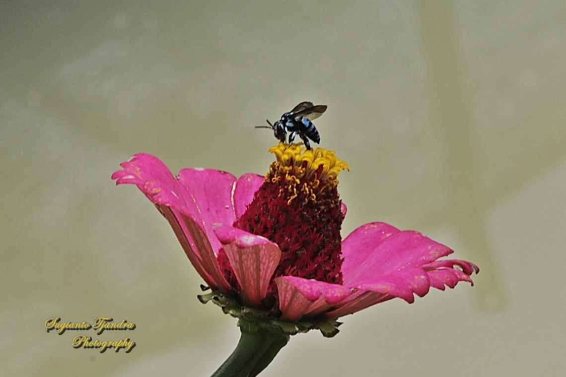 Black-notched-and-dagger Bee, Thyreus lilacinus  Black-notched Cloak-and-dagger Bee,Geotagged,Indonesia,Spring,Thyreus lilacinus