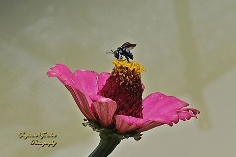 Black-notched-and-dagger Bee, Thyreus lilacinus  Black-notched Cloak-and-dagger Bee,Geotagged,Indonesia,Spring,Thyreus lilacinus