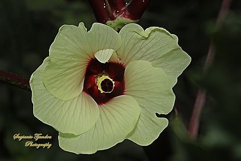 Bunga Okra Merah, Abelmoschus esculentus  Abelmoschus esculentus,Geotagged,Indonesia,Lady's fingers,Spring