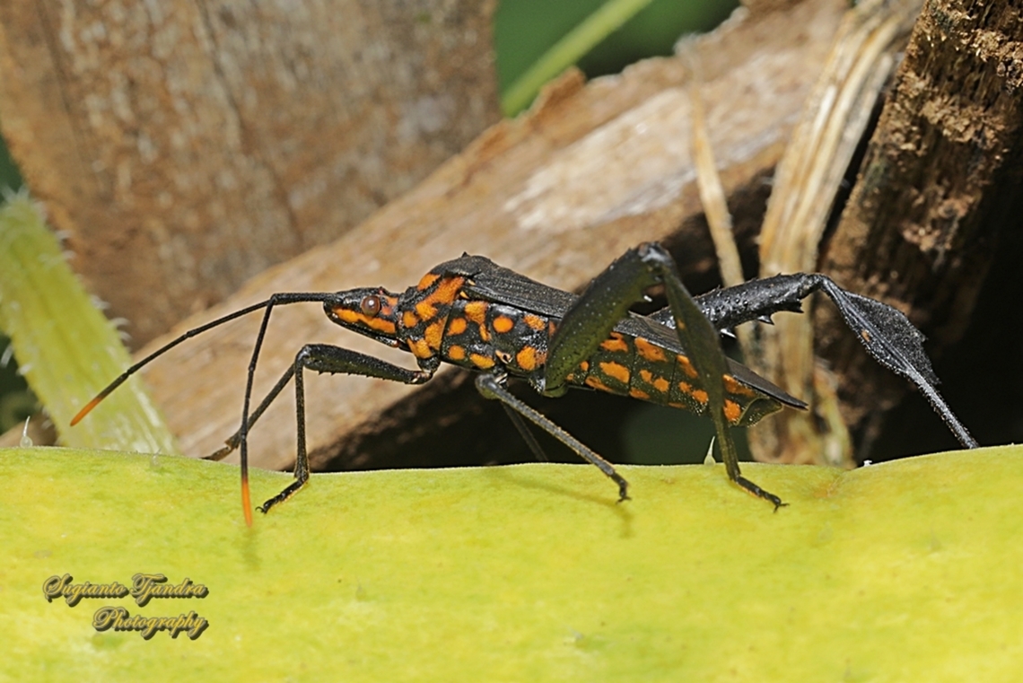 Citron Bug, Leptoglossus gonagra (???)  Geotagged,Indonesia,Spring