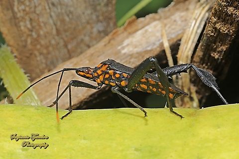 Citron Bug, Leptoglossus gonagra (???)  Geotagged,Indonesia,Spring