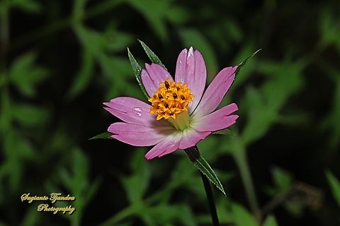 Bunga Kenikir Ungu (Cosmos caudatus)  Cosmos caudatus,Geotagged,Indonesia,Kenikir,Spring
