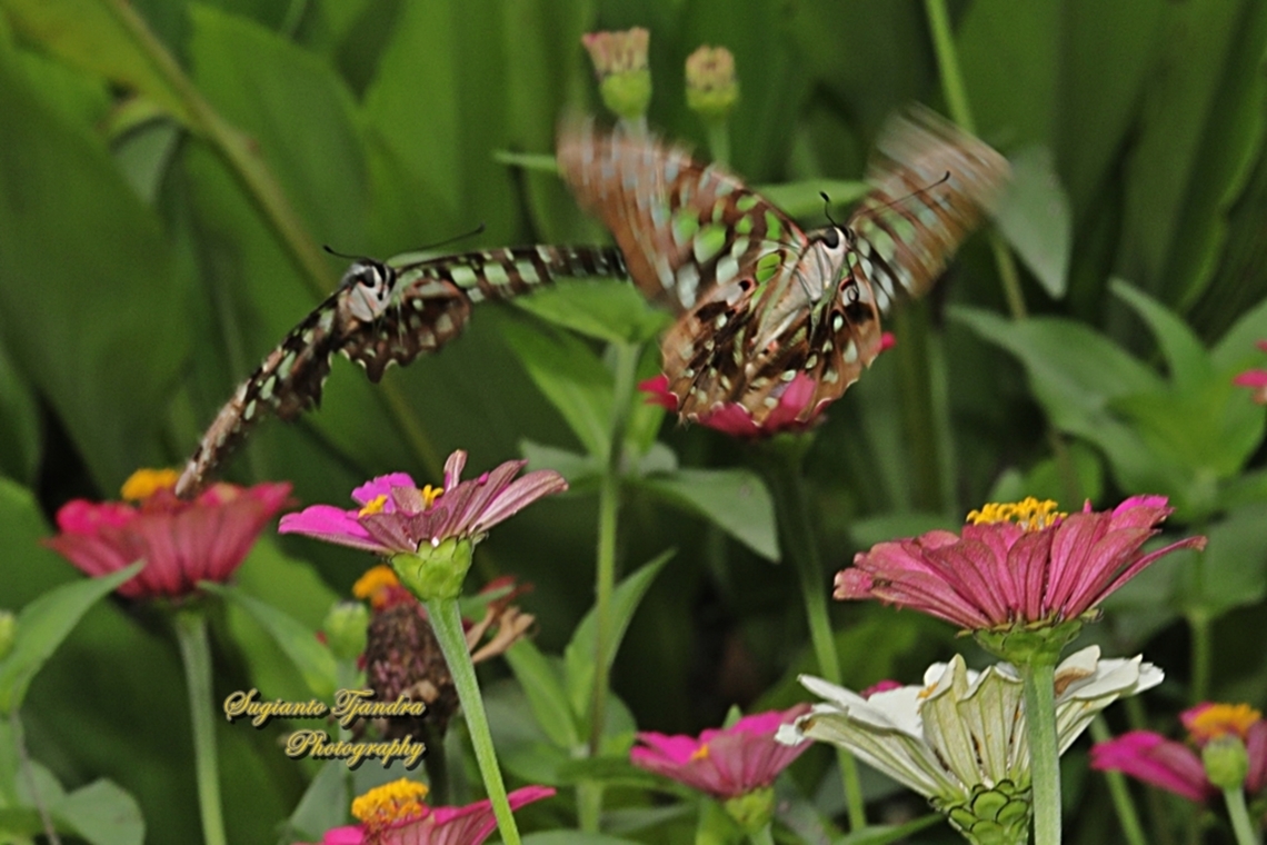 Good Bye year 2024 - Welcome year 2025 Tailed Jay Butterfly, Graphium agamemnon Geotagged,Graphium agamemnon,Indonesia,Spring,Tailed Jay