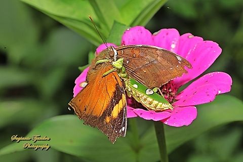 An autumn leaf butterfly was preyed by a jeweled flower mantis, Creobroter gemmatus  Creobroter gemmatus,Geotagged,Indonesia,Jeweled Flower Mantis,Spring