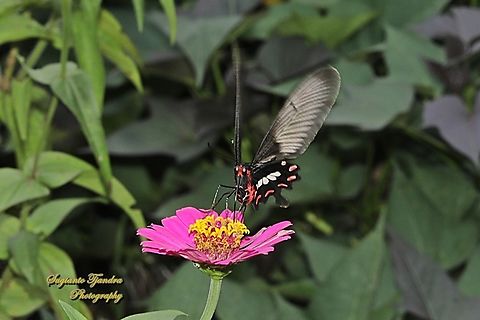 The red-bodied swallowtails butterfly, Pachliopta adamas  Geotagged,Indonesia,Pachliopta adamas,Spring