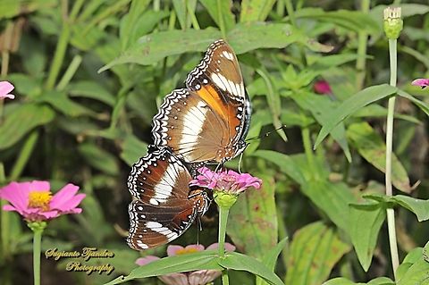 Great eggfly butterfly, Hypolimnas bolina bolina - mating  Geotagged,Hypolimnas bolina,Indonesia,Spring,Varied Eggfly