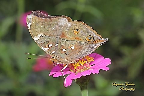 Autumn leaf butterfly, Doleschallia bisaltide  Autumn leaf,Doleschallia bisaltide,Geotagged,Indonesia,Spring