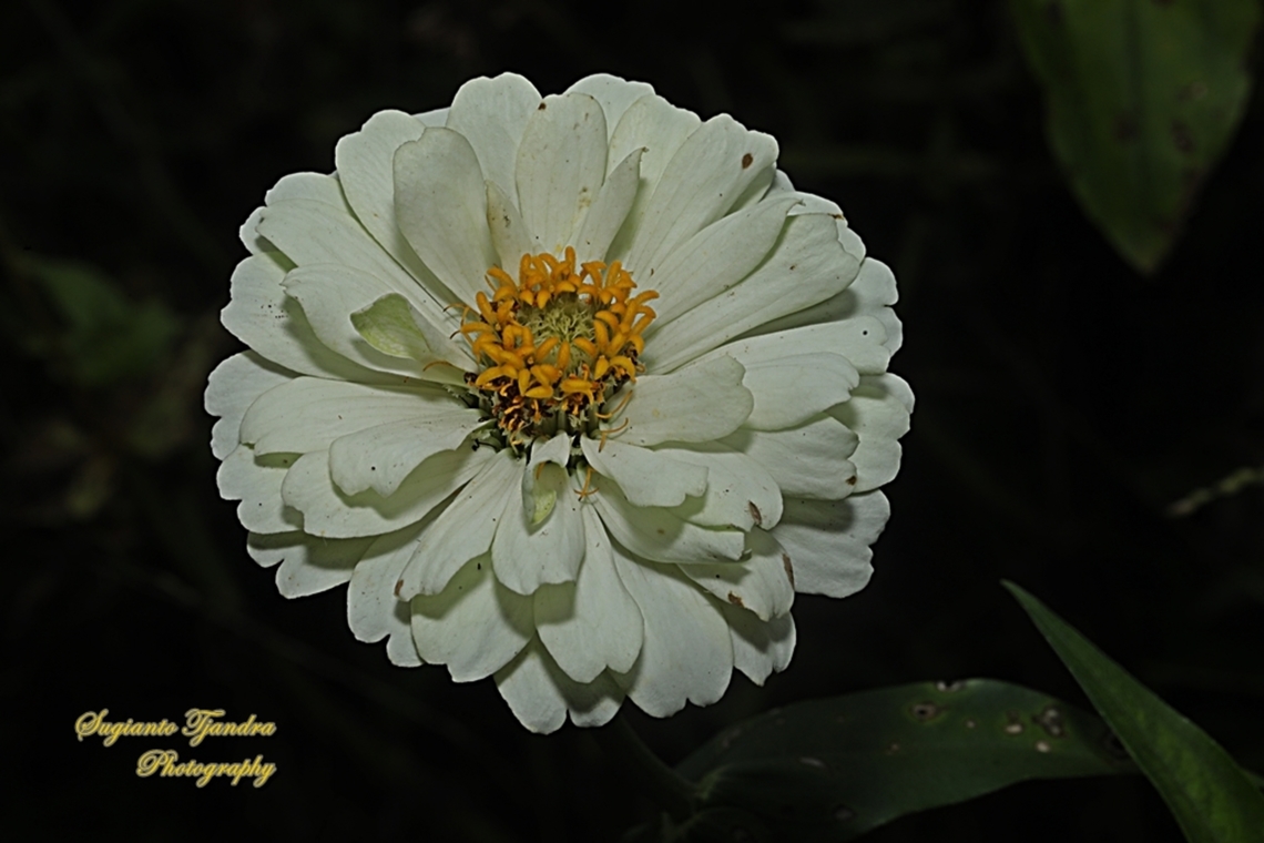 Elegant Zinnia, Zinnia elegans, family Asteraceae  Geotagged,Indonesia,Spring