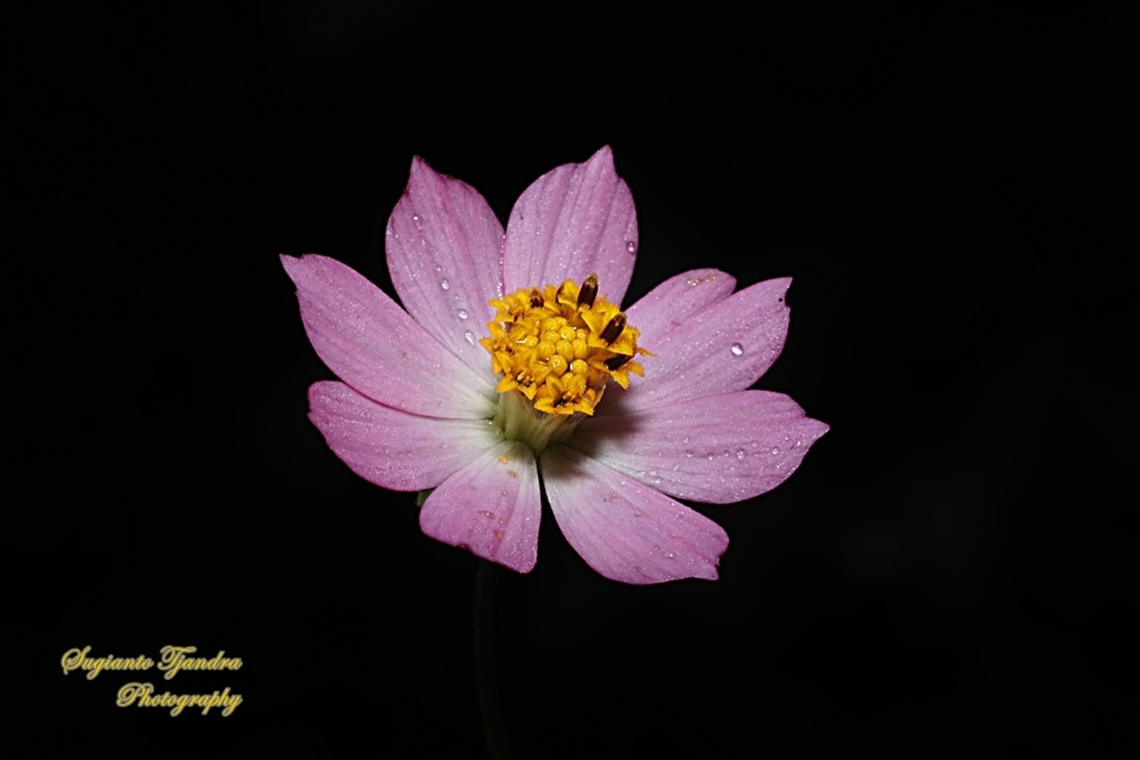 Bunga Kenikir, Cosmos caudatus  Geotagged,Indonesia,Spring