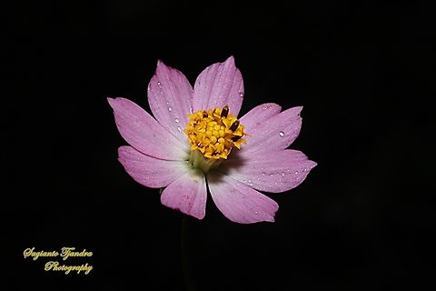 Bunga Kenikir, Cosmos caudatus  Geotagged,Indonesia,Spring