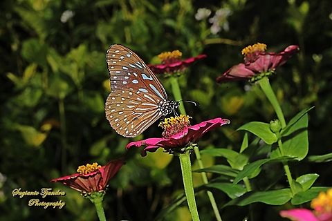 Dark Blue Tiger Butterfly, Tirumala septentrionis ssp myrsilos (Java)  Dark Blue Tiger,Geotagged,Indonesia,Spring,Tirumala septentrionis