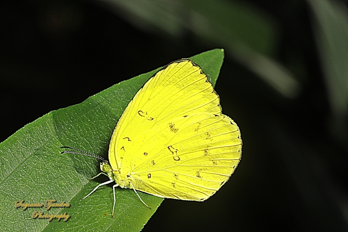 Three-spot grass yellow butterfly, Eurema blanda ssp blanda  Eurema blanda,Geotagged,Indonesia,Spring,Three-spot grass yellow