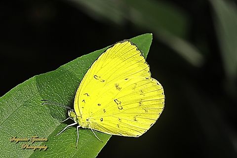 Three-spot grass yellow butterfly, Eurema blanda ssp blanda  Eurema blanda,Geotagged,Indonesia,Spring,Three-spot grass yellow