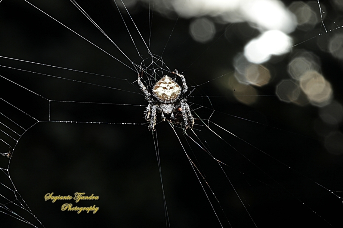 Laglaise's Garden Spider, Eriovixia laglaizei  Eriovixia laglaizei,Geotagged,Indonesia,Spring