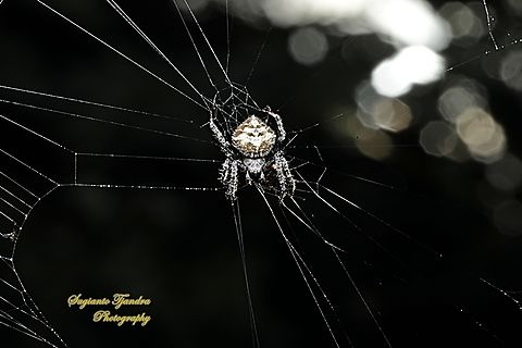 Laglaise's Garden Spider, Eriovixia laglaizei  Eriovixia laglaizei,Geotagged,Indonesia,Spring