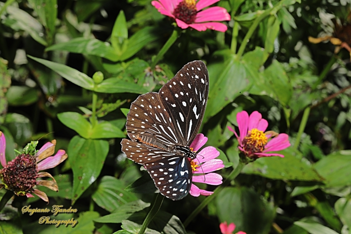 Dark Blue Tiger Butterfly, Tirumala septentrionis ssp myrsilos (Java)  Dark Blue Tiger,Geotagged,Indonesia,Spring,Tirumala septentrionis