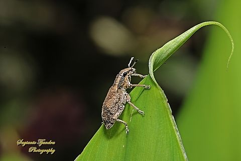 Broad-nosed weevil, tribe Tanymecini, Subfamily Entiminae  Geotagged,Indonesia,Spring