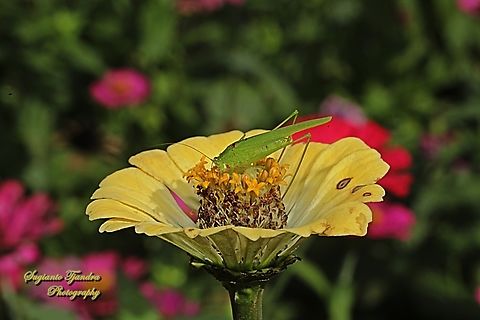 Sickle-bearing Bush-cricket, Phaneroptera brevis, family Tettigoniidae  Geotagged,Indonesia,Phaneroptera brevis,Spring