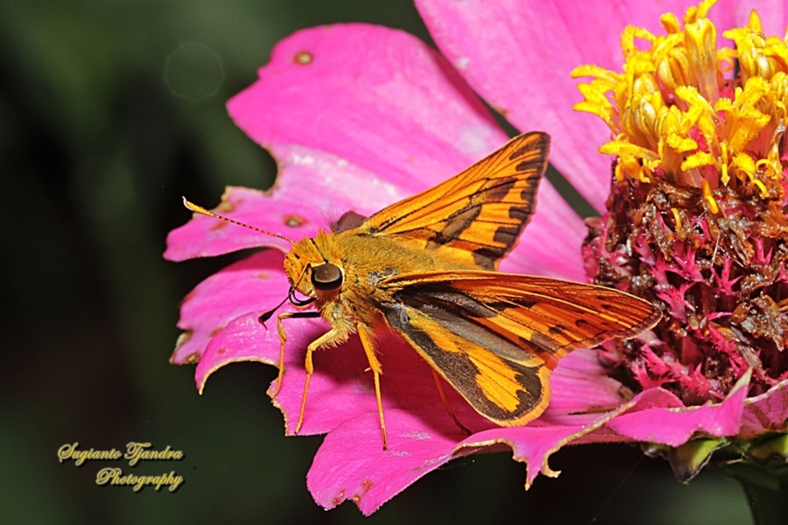 Pale Palm Dart, Telicota colon (???)  Geotagged,Indonesia,Pale palm dart,Spring,Telicota colon