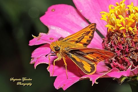 Pale Palm Dart, Telicota colon (???)  Geotagged,Indonesia,Pale palm dart,Spring,Telicota colon