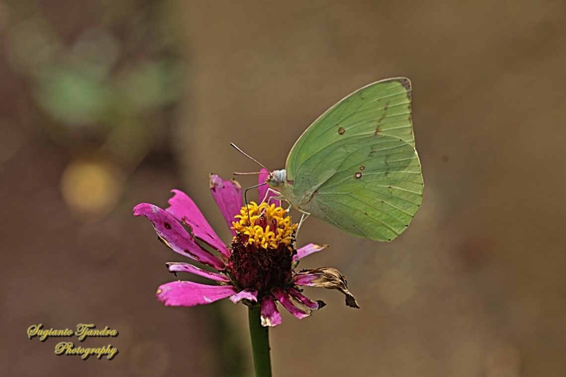 Lemon Emigrant butterfly, Catopsilia pomona pomona form-hilaria  Catopsilia pomona,Geotagged,Indonesia,Lemon Migrant,Spring