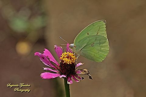 Lemon Emigrant butterfly, Catopsilia pomona pomona form-hilaria  Catopsilia pomona,Geotagged,Indonesia,Lemon Migrant,Spring