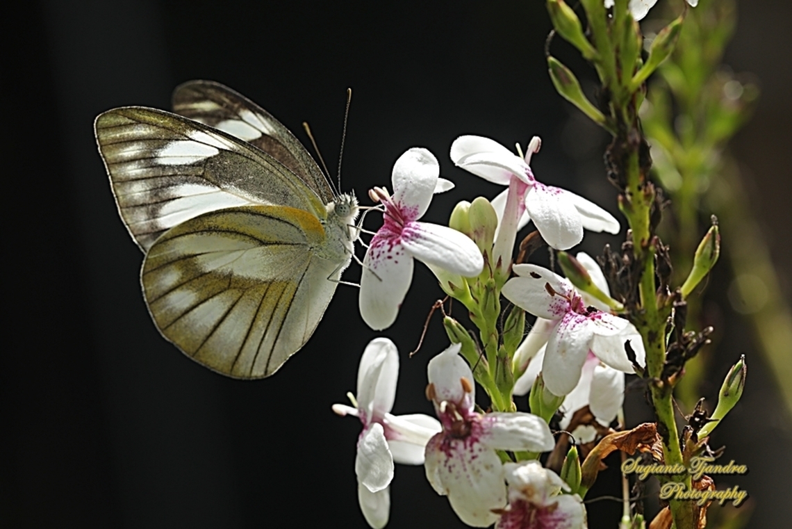 Striped Albatross Butterfly, Appias olferna ssp olferna  Appias olferna,Eastern striped albatross,Geotagged,Indonesia,Spring