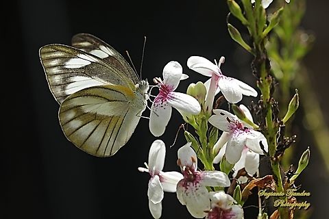 Striped Albatross Butterfly, Appias olferna ssp olferna  Appias olferna,Eastern striped albatross,Geotagged,Indonesia,Spring