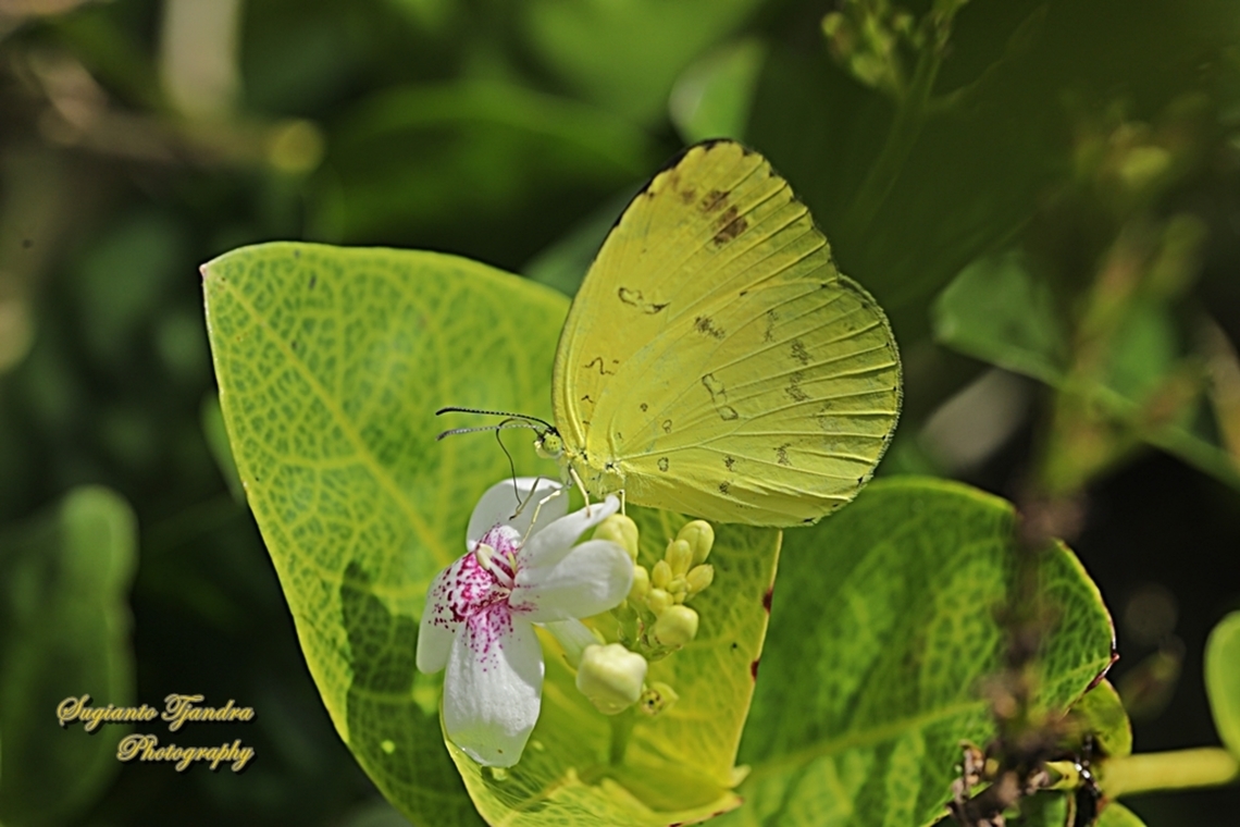 Three-spot grass yellow butterfly, Eurema blanda ssp blanda  Eurema blanda,Geotagged,Indonesia,Spring,Three-spot grass yellow