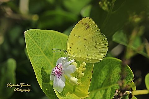 Three-spot grass yellow butterfly, Eurema blanda ssp blanda  Eurema blanda,Geotagged,Indonesia,Spring,Three-spot grass yellow