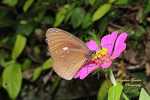 Blue Banded King Crow Butterfly, Euploea eunice ssp eunice  Blue-banded king crow,Euploea eunice,Geotagged,Indonesia,Spring