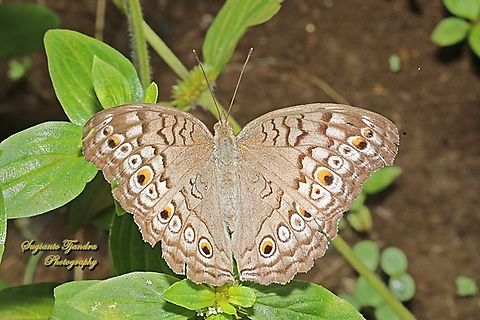 Grey Pansy, Junonia atlites  Geotagged,Gray pansy,Indonesia,Junonia atlites,Spring