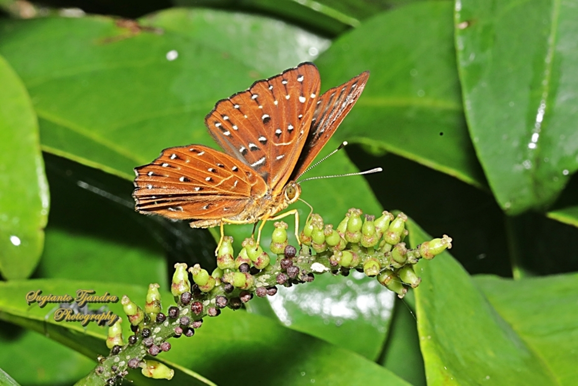 The Punchinello Butterfly, Zemeros flegyas javanus, family Riodinidae  Geotagged,Indonesia,Punchinello,Spring,Zemeros flegyas